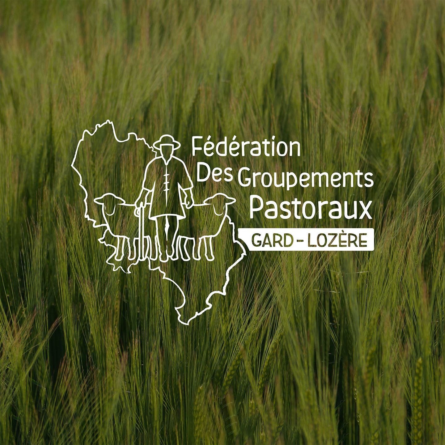 Conception d'un logo four la Fédération des groupements pastoraux Gard Lozere